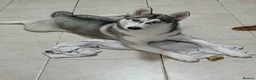 Mixed Breed dogs for sale: Huskador  - Advert 7