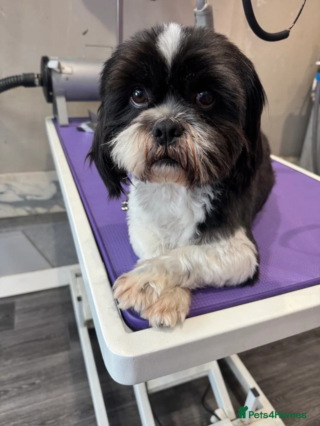 Shih Tzu dogs for stud: Memphis Shihtzu Stud + Free Scan in Ely - Advert 12
