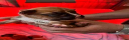 Boxer dogs for sale: Stunning boxer puppies available for forever homes - Advert 13