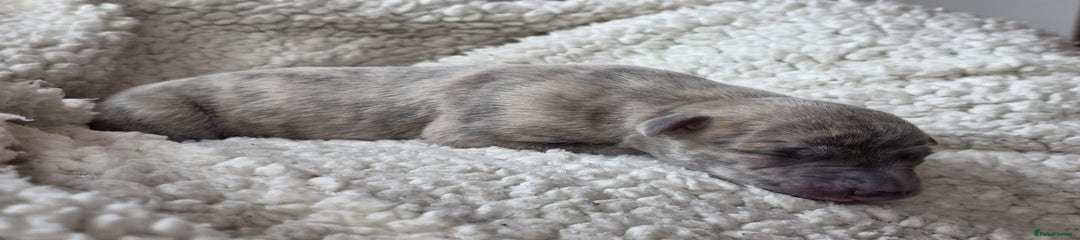 Whippet Puppy 5