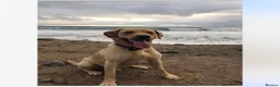 Mixed Breed dogs for sale: All Puppies now reserved   - Advert 7