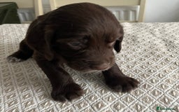 Cocker Spaniel dogs for sale: Working cocker spaniel puppies  - Image 14