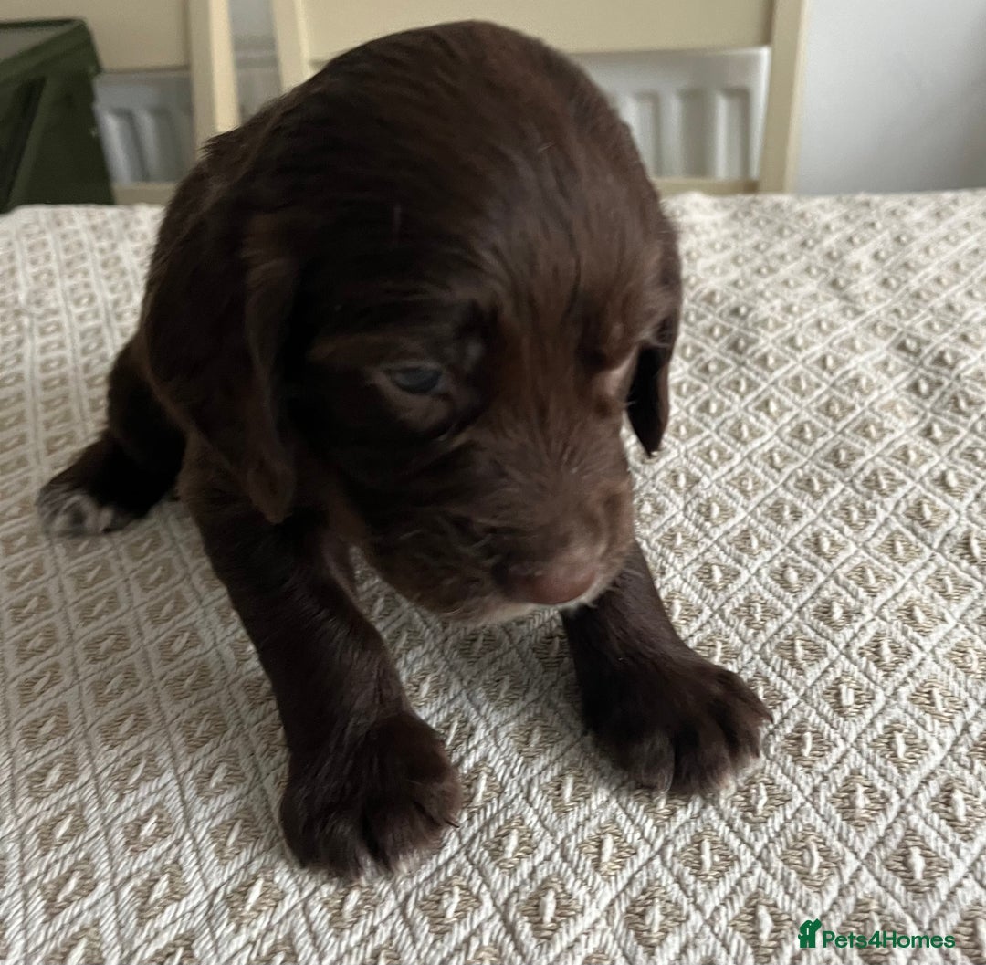 Cocker Spaniel dogs for sale: Working cocker spaniel puppies  - Image 14