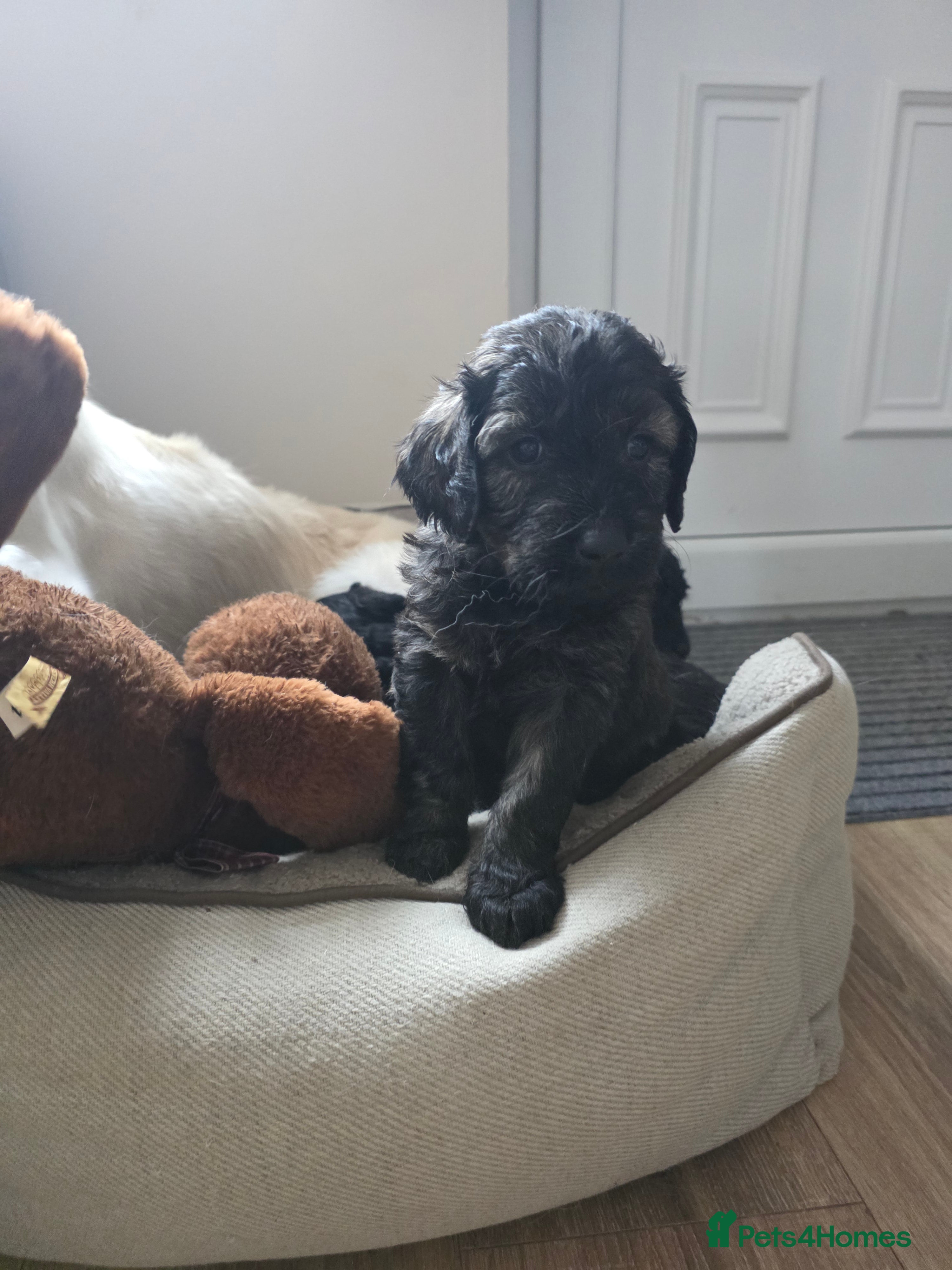 Goldendoodle dogs Outstanding F1 Goldendoodle Puppies - Advert 5