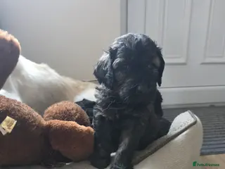 Goldendoodle dogs Outstanding F1 Goldendoodle Puppies - Advert 5