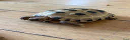 Tortoise reptiles for sale: 2 Horsefield torts, comes with full set up in Stockport - Advert 11