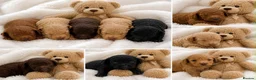 Toy Poodle dogs for sale: Stunning toy poodles  - Advert 7