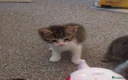 European cats for sale: Four Gorgeous Kittens Looking for Forever Homes - Image 9