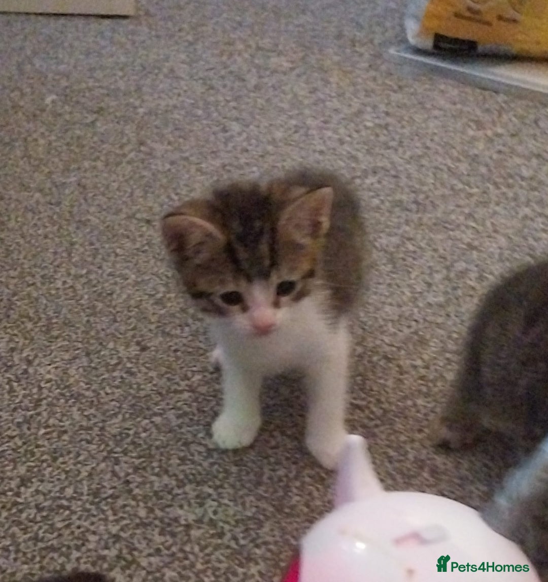 European cats for sale: Four Gorgeous Kittens Looking for Forever Homes - Image 9
