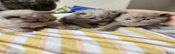 British Shorthair cats for sale: Hurry only  girl left Brithish shorthair kittens  - Advert 8
