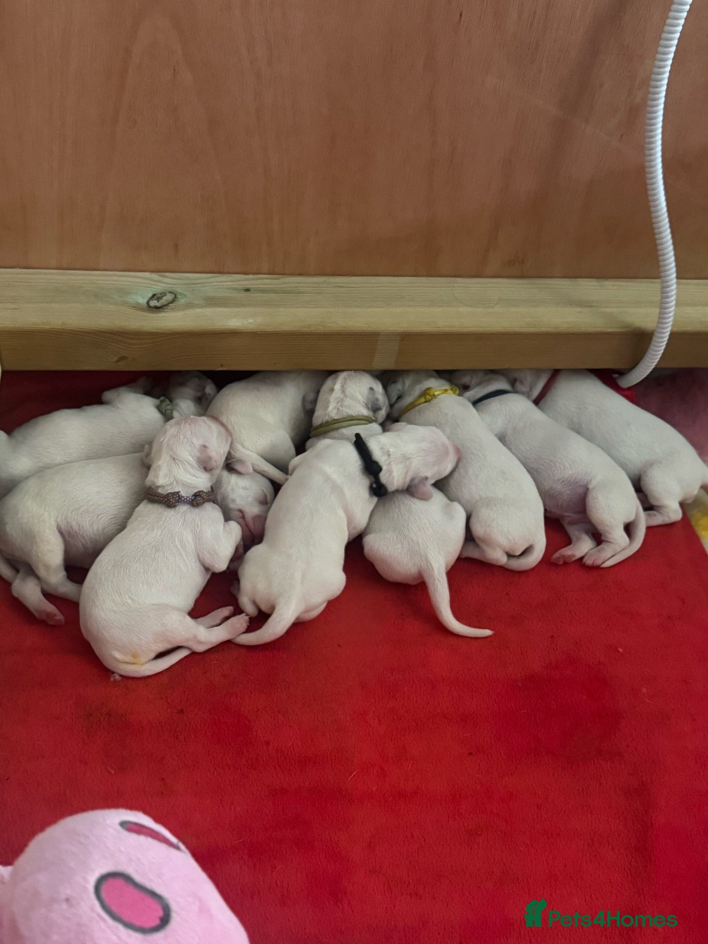Dalmatian dogs Eagerly Awaited Litter Now Here 💫 - Advert 9