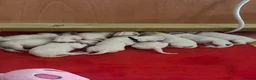 Dalmatian dogs for sale: Eagerly Awaited Litter Now Here 💫 - Advert 37