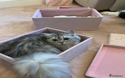 Mixed Breed cats for sale: Ragdoll/Chinchilla Cat for sale - indoor  - Image 4