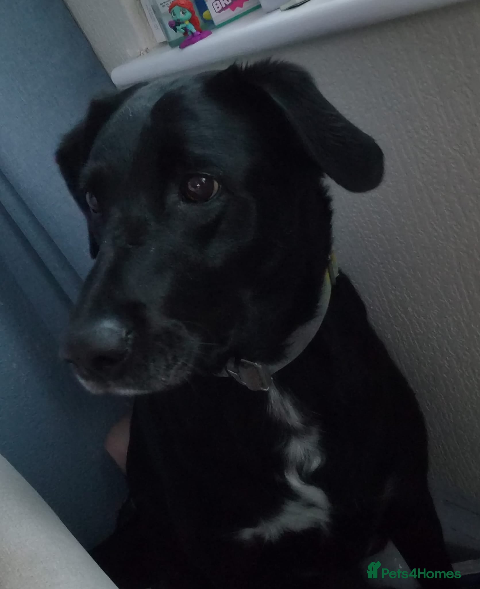 Mixed Breed dogs Lab x border collie - Advert 2