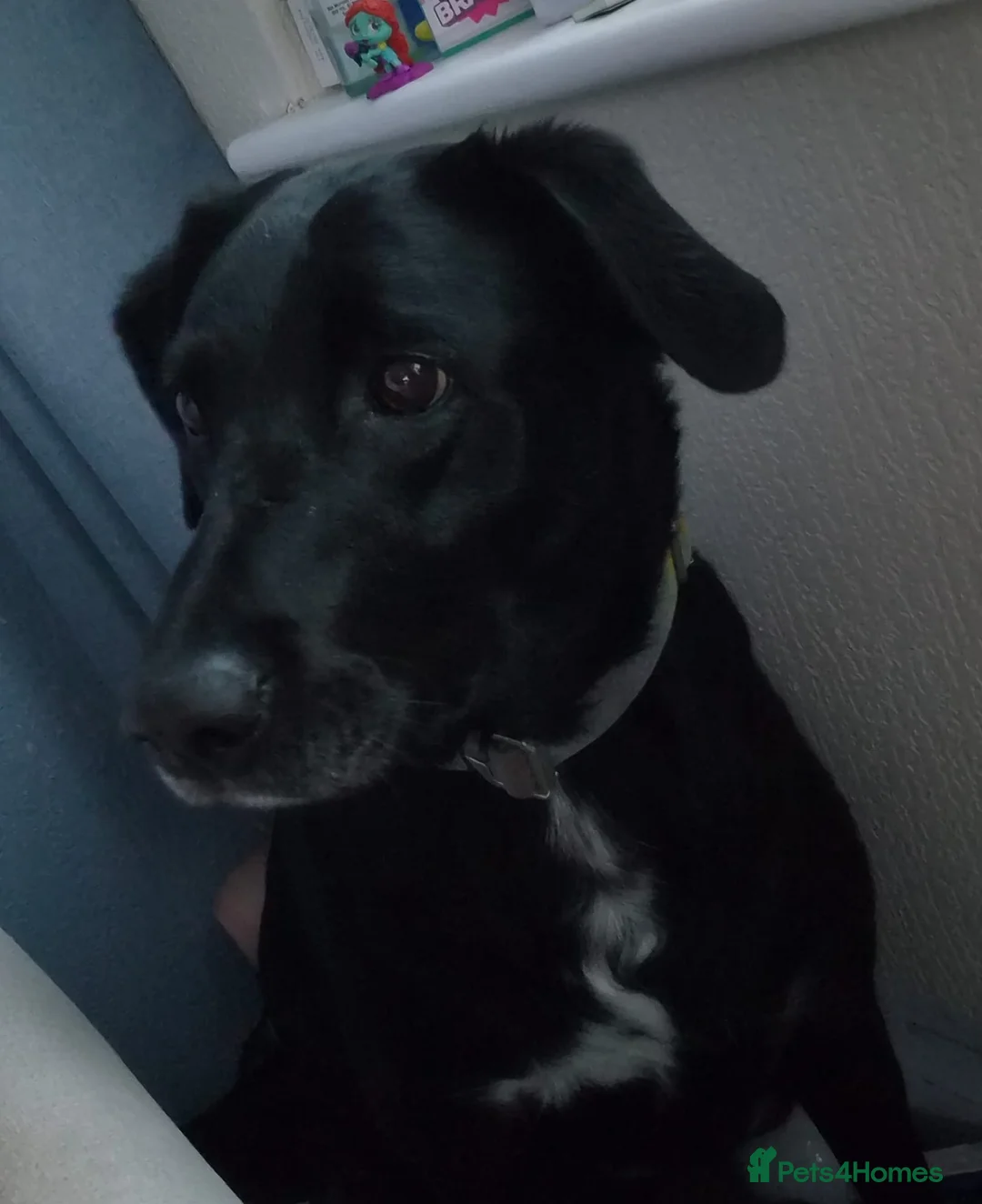 Mixed Breed dogs for adoption: Lab x border collie - Advert 2
