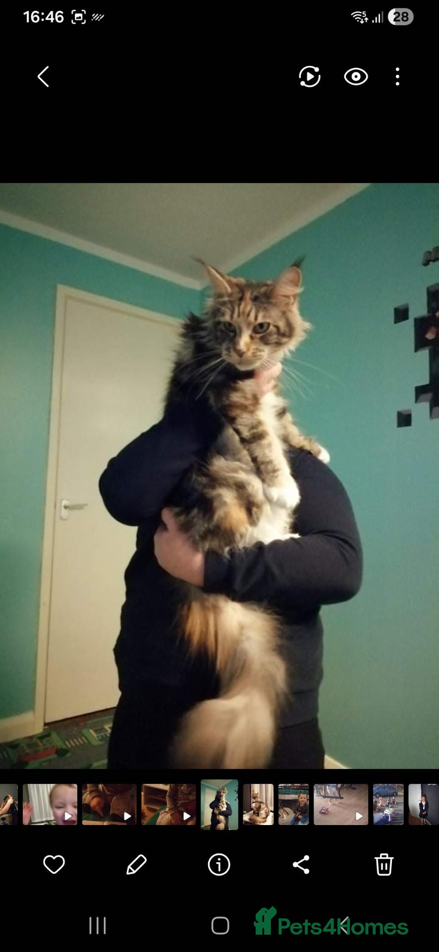Maine Coon cats 4 maine coon for sale - Advert 1