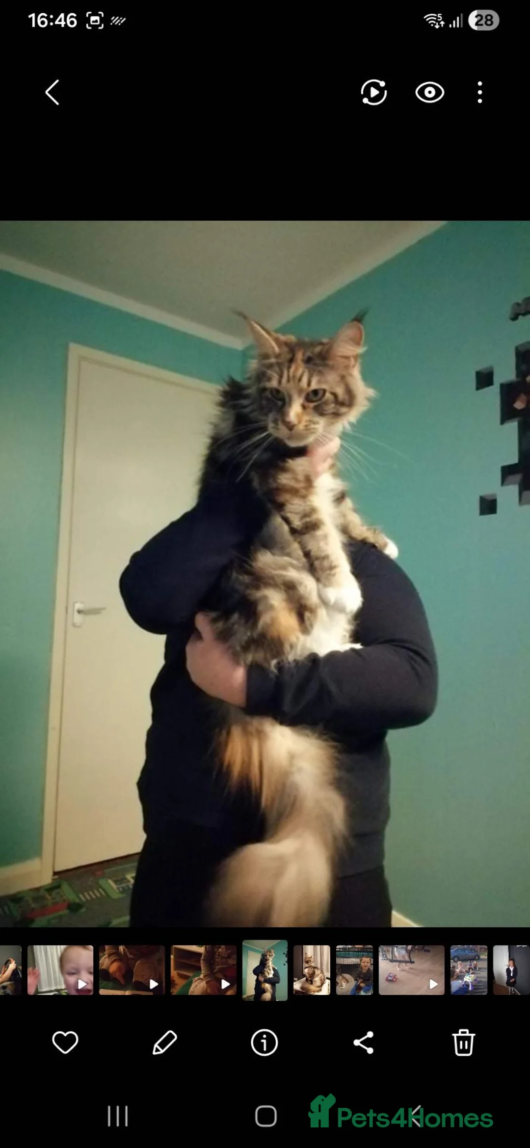 Maine Coon cats for sale: 4 maine coon for sale - Advert 1