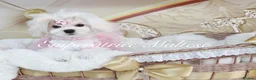 Maltese dogs for sale: Tiny KC Reg. Korean Show line puppies!  - Advert 14
