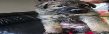 German Shepherd Puppy 4