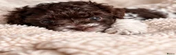 Toy Poodle dogs for sale: 🤎🍫 Exceptional Asian Teddy Bears 🧸🤎 - Advert 36