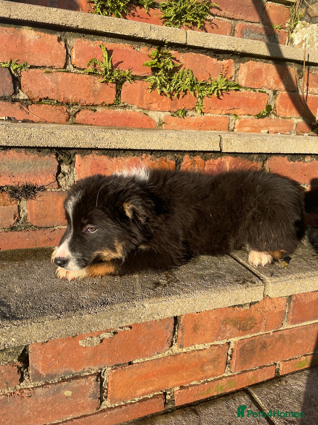 Border Collie dogs for sale: 3 Beautiful Sheepdog Puppies - Advert 27