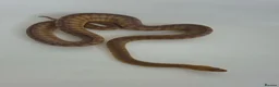 Python Snake reptiles for sale: Woma Pythons Male and Female in London - Advert 5