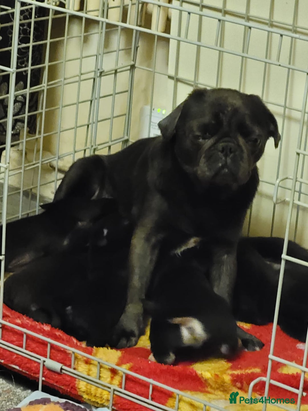 Pug dogs for sale: Black pugs - Advert 3