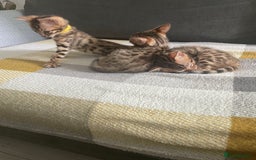 Bengal cats for sale:  🐾Four Beautiful Bengal Kittens🐾 - Image 28