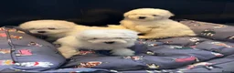 Bichon Frise dogs for sale: Bishon Frise Puppes  - Advert 10