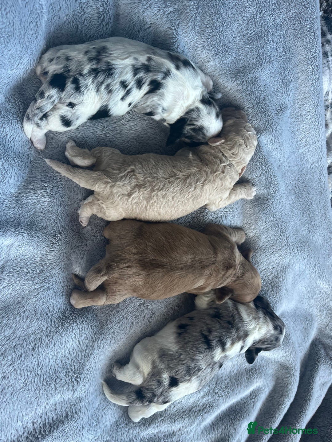 Cockapoo dogs for sale: Rare marked  small cockerpoo puppys  - Advert 29