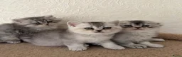 Scottish Fold cats for sale: Adorable Scottish Fold Kittens  - Advert 19