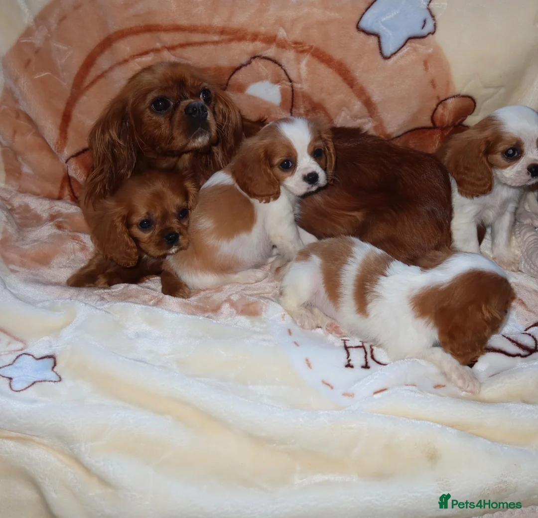 Cavalier King Charles Spaniel dogs for sale: Gorgeous cavalier puppies  - Advert 2