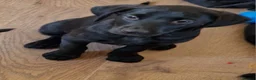 Labrador Retriever dogs for sale: Kc registered Labrador puppies  - Advert 3
