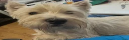 West Highland Terrier dogs for sale: West highland terrier puppies  in Northampton - Advert 11