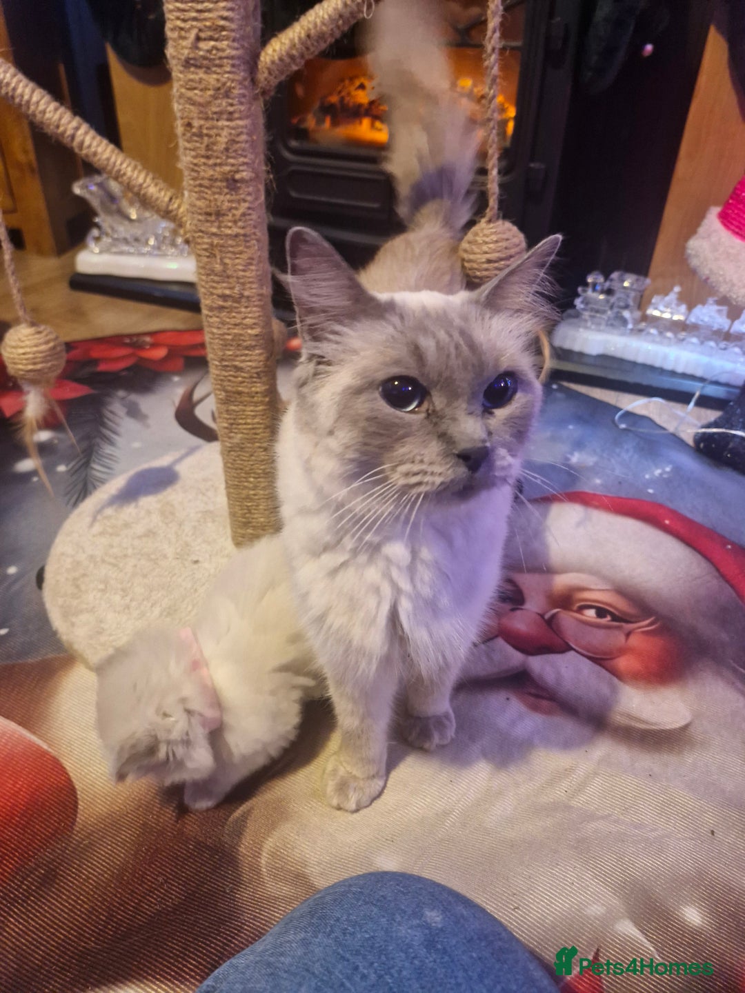 Ragdoll cats for sale: Lovely ragdoll baby's  - Advert 20