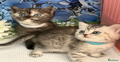 British Shorthair cats - Advert 7