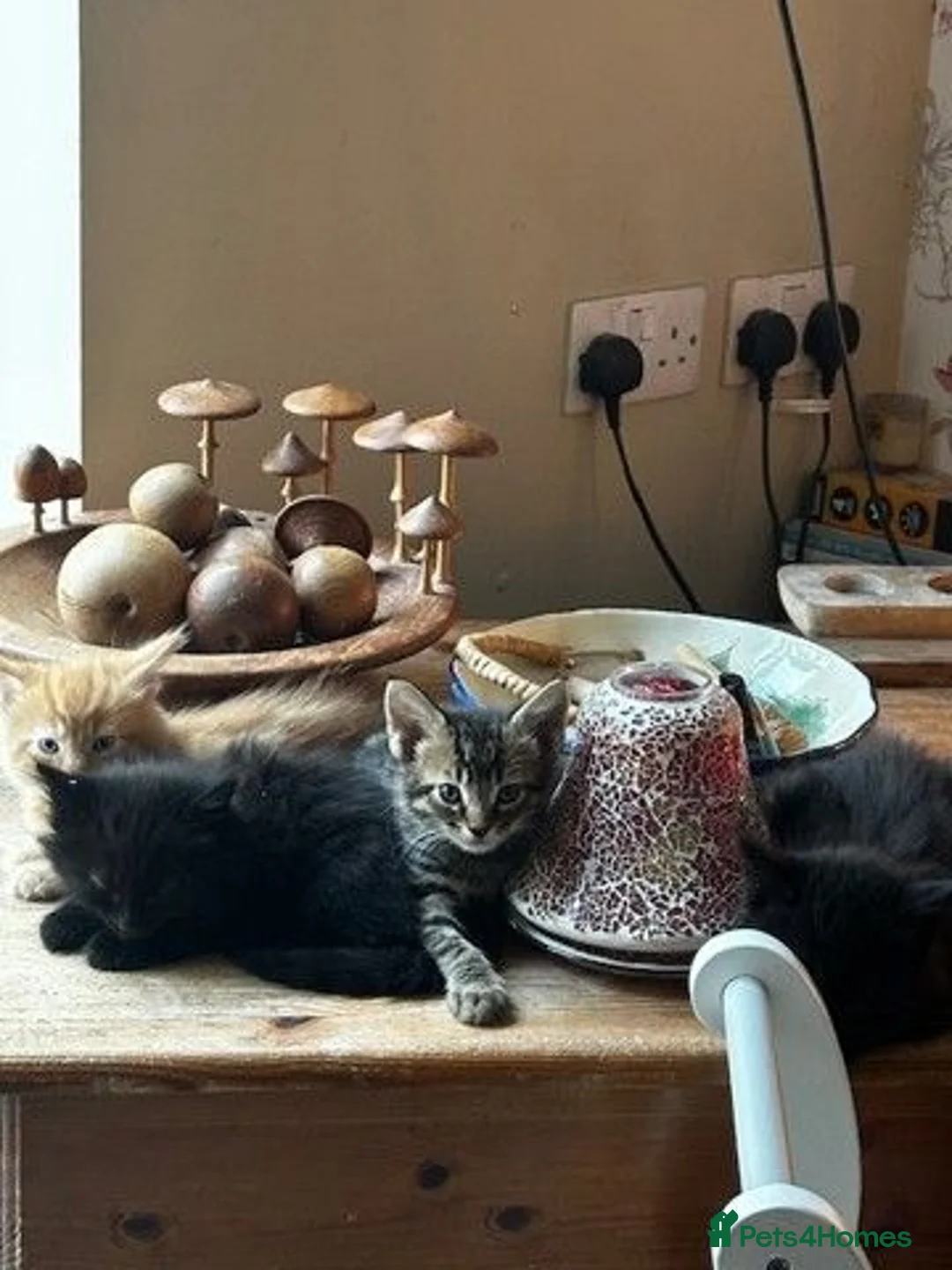 Mixed Breed cats for sale: Mixed litter - Advert 7