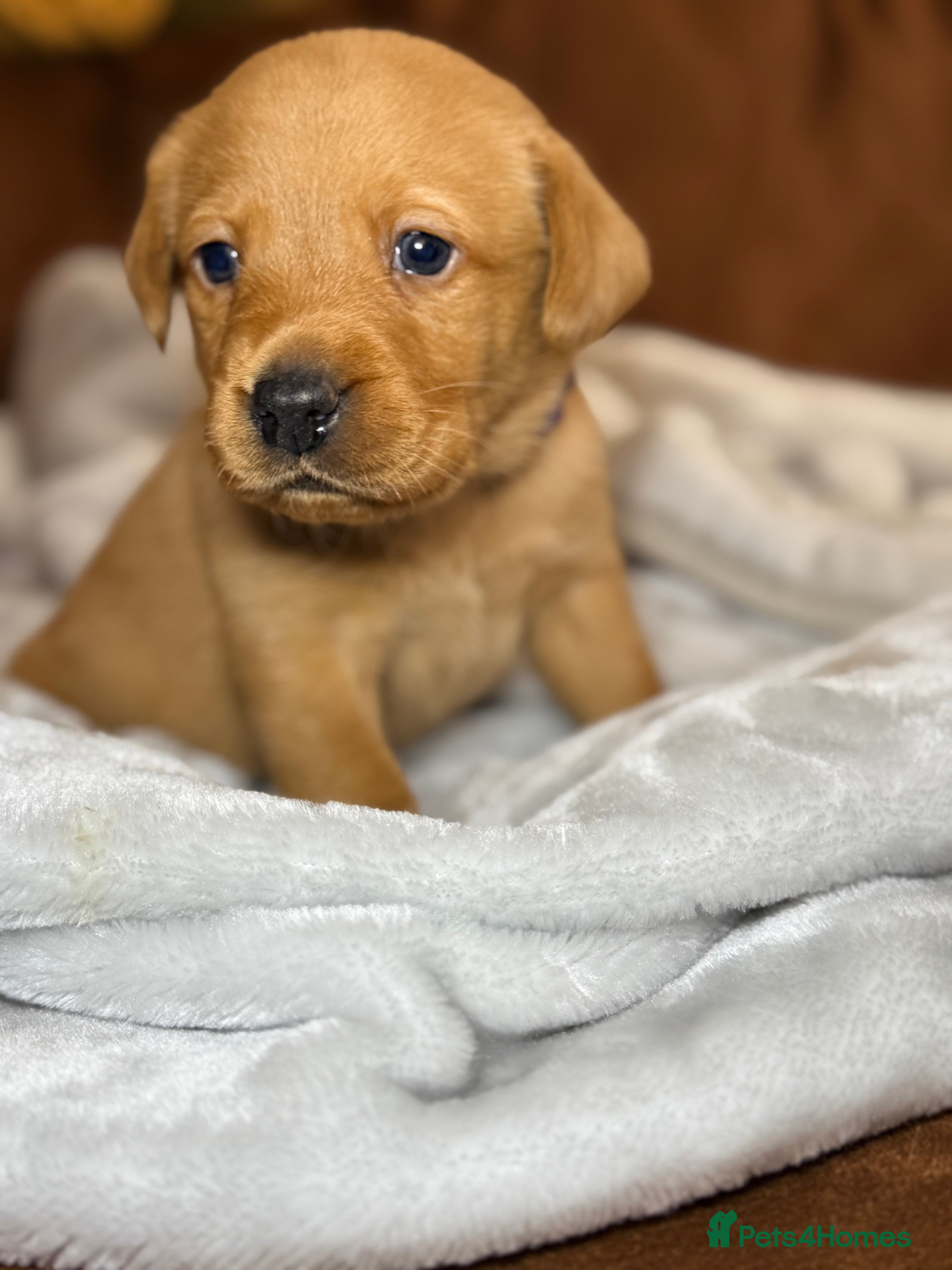 Labrador Retriever dogs Outstanding litter Labrador retrievers  - Advert 2