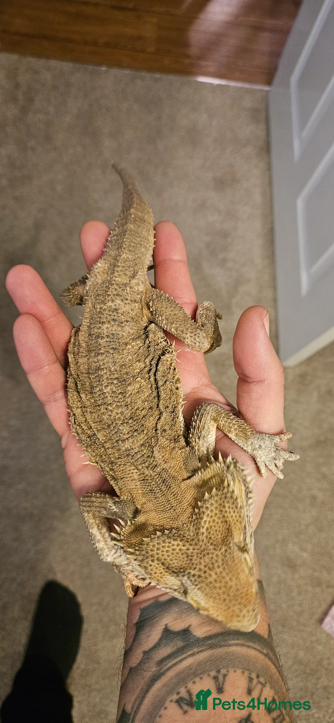 Bearded Dragon reptiles for sale: Bearded dragon - Advert 5