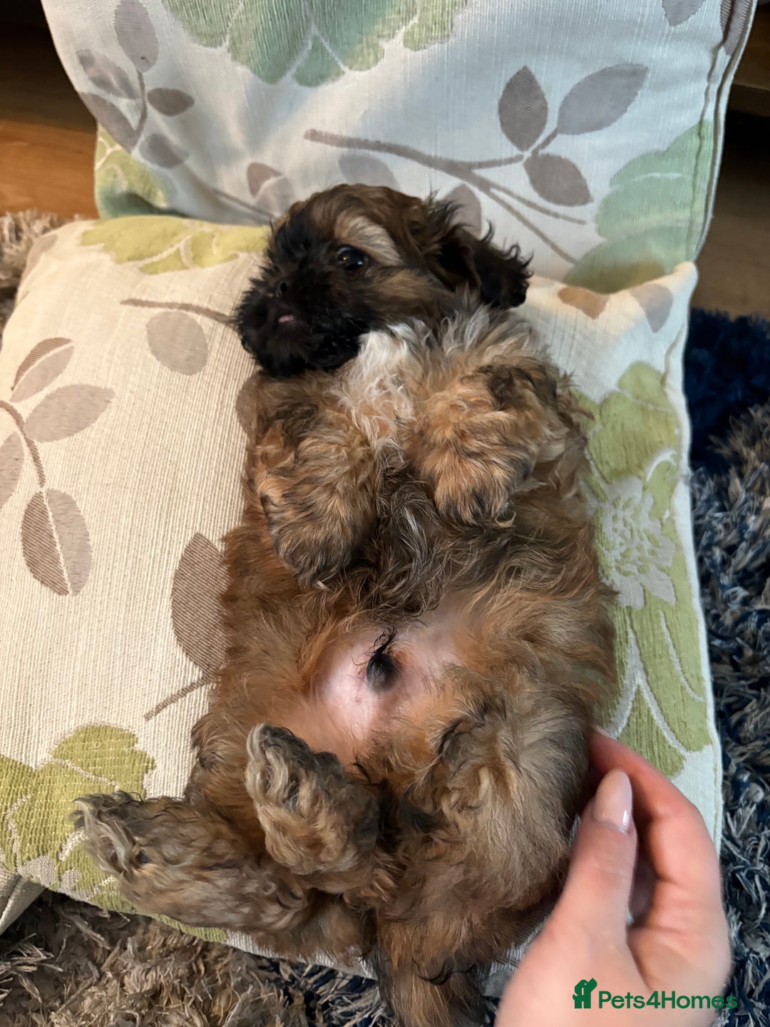 Mixed Breed dogs for sale: Shih Tzu cross - teddy bear puppies - Advert 16