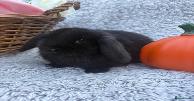 Mini Lop rabbits - Advert 12