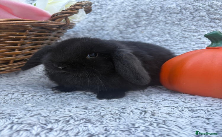 Mini Lop rabbits - Advert 11