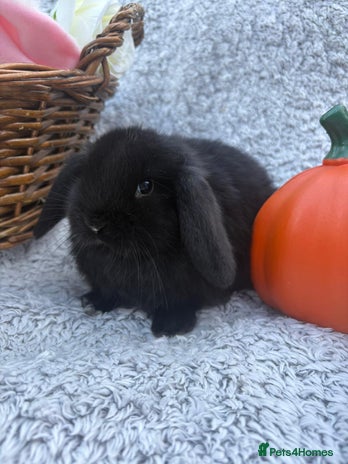 Mini Lop rabbits - Advert 3