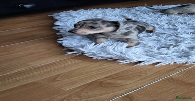 Mixed Breed dogs - Advert 7