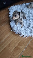 Mixed Breed dogs - Advert 13