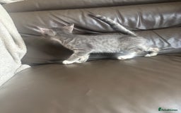Mixed Breed cats for sale: Maincoon x Scottish fold  - Image 13