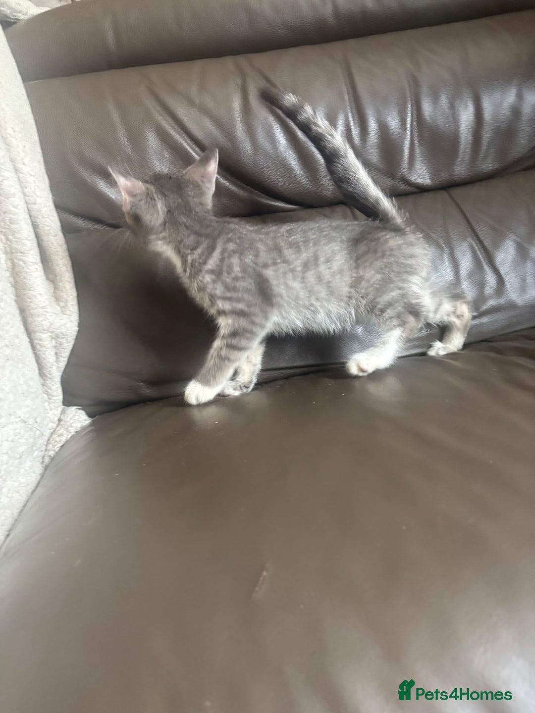 Mixed Breed cats for sale: Maincoon x Scottish fold  - Image 13