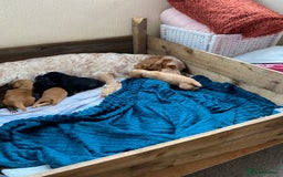 Cocker Spaniel dogs for sale: Cocker spaniel puppies for sale  - Image 6