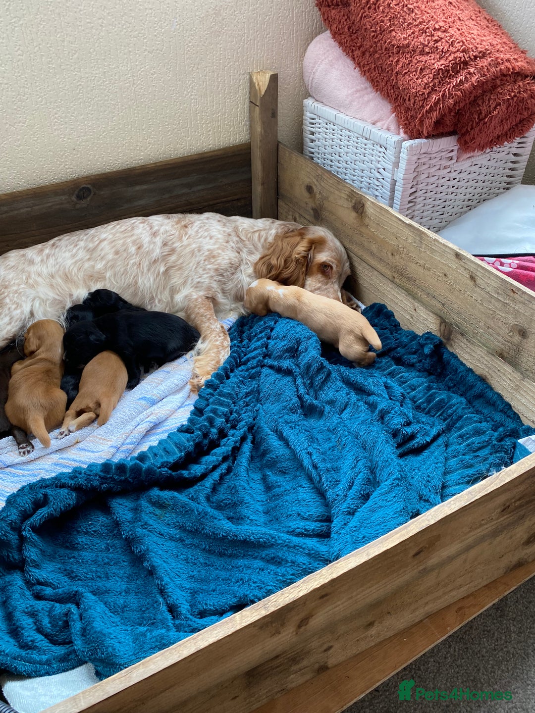 Cocker Spaniel dogs for sale: Cocker spaniel puppies for sale  - Image 6