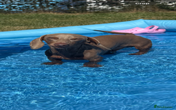 Mixed Breed dogs for sale: Beautiful Doxiepoos - Image 4